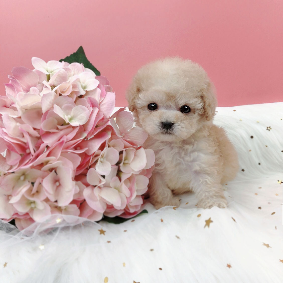 토이푸들분양(10만원부터)