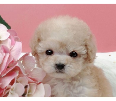 토이푸들분양(10만원부터)