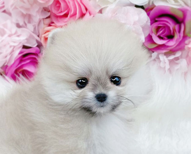 포메라니안분양(20만원부터)