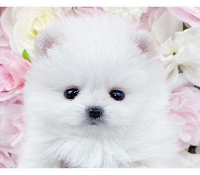 포메라니안분양(20만원부터)