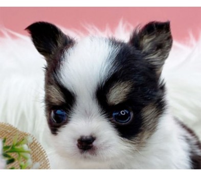 치와와 분양합니다