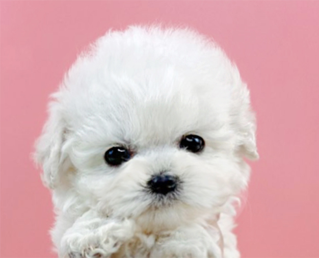 미니비숑분양합니다(10만원부터)