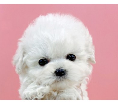 미니비숑분양합니다(10만원부터)