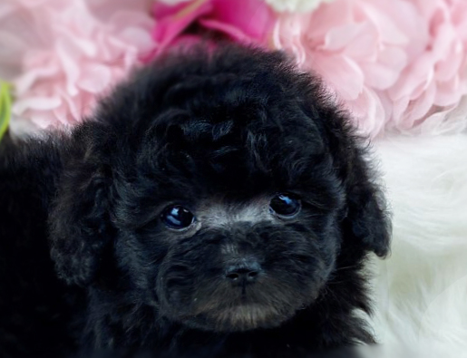 토이푸들분양(10만원부터)