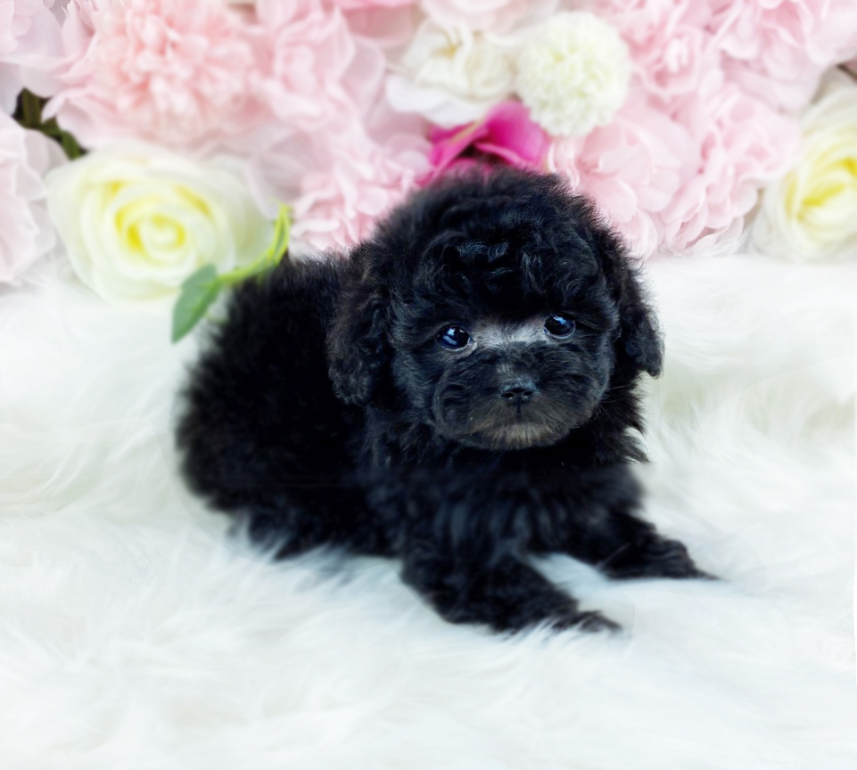 토이푸들분양(10만원부터)