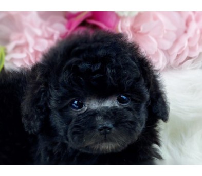 토이푸들분양(10만원부터)