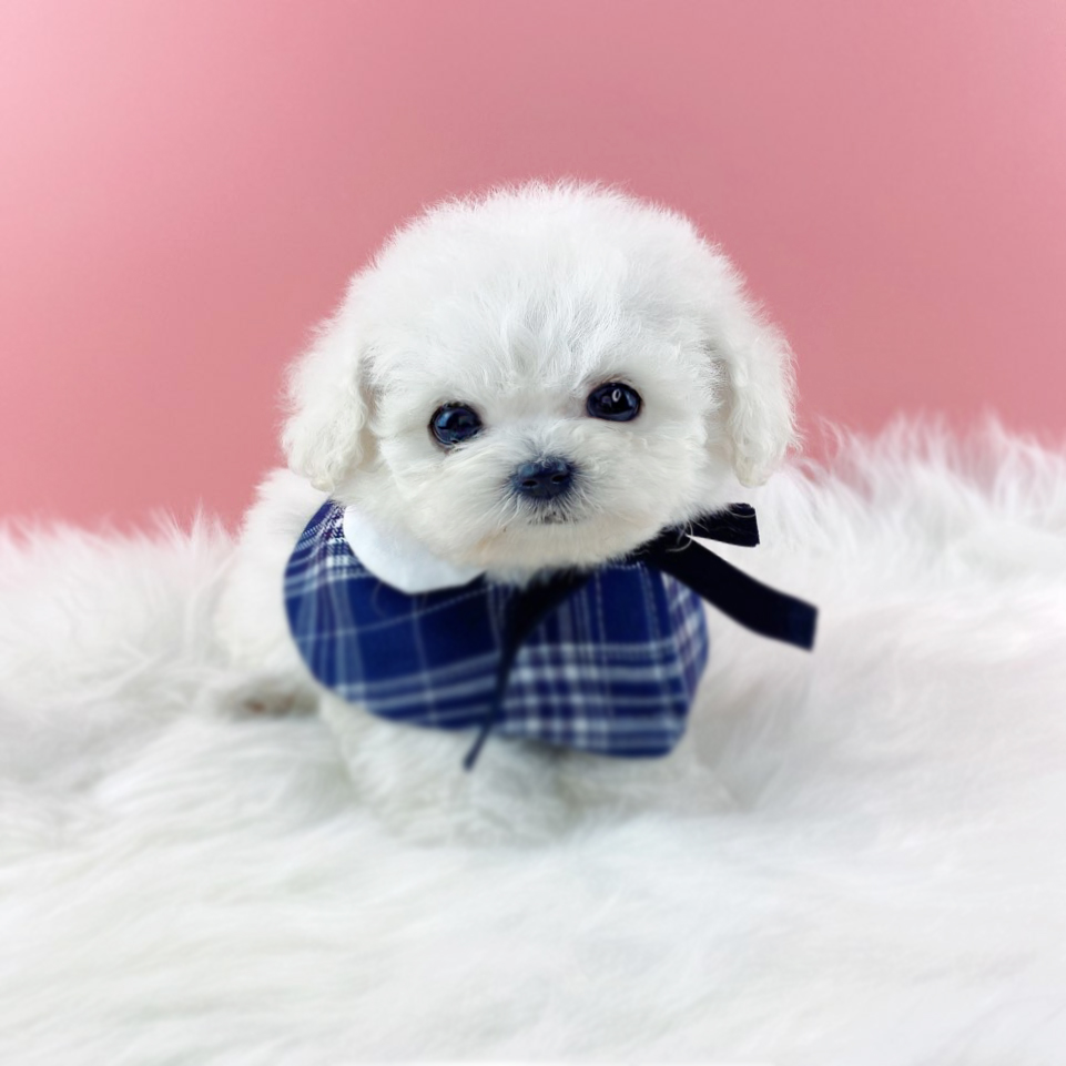 미니비숑분양합니다(10만원부터)