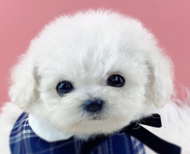 미니비숑분양합니다(10만원부터)