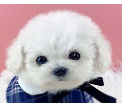 미니비숑분양합니다(10만원부터)