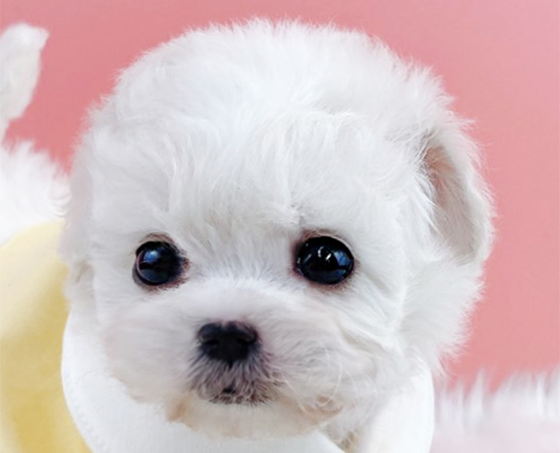 미니비숑분양합니다(10만원부터)