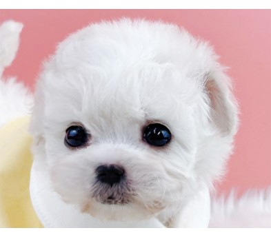 미니비숑분양합니다(10만원부터)