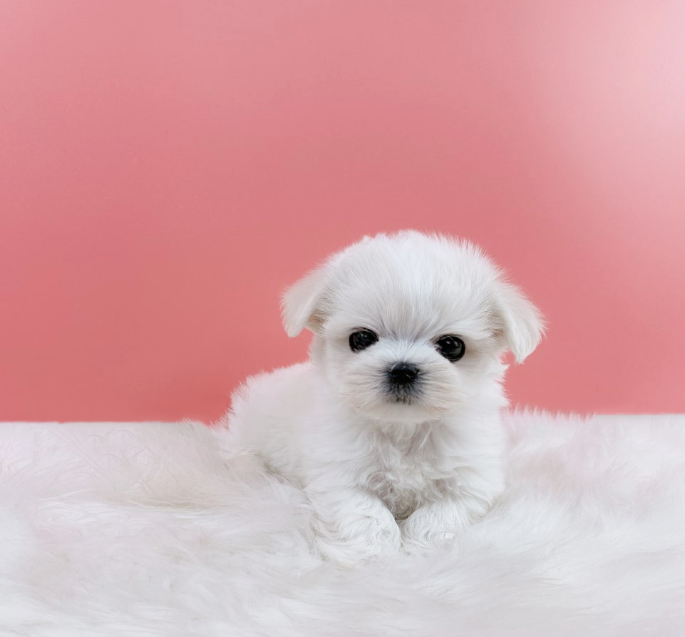 말티즈분양(10만원부터)