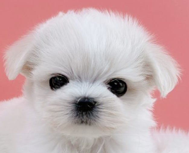 말티즈분양(10만원부터)