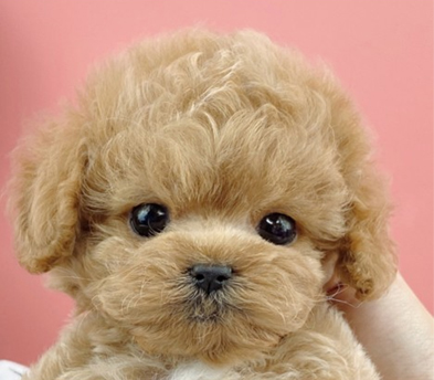 토이푸들분양(10만원부터)