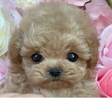토이푸들분양(10만원부터)