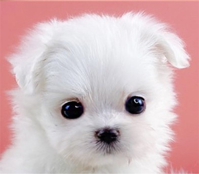 말티즈분양(10만원부터)