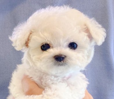 미니비숑분양합니다(10만원부터)