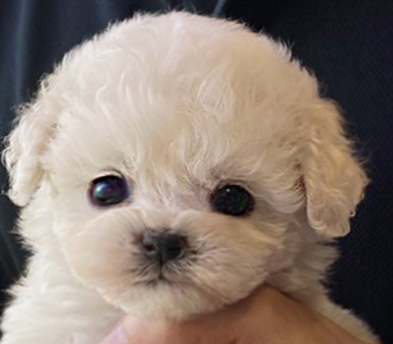 미니비숑분양합니다(10만원부터)