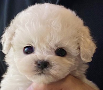 미니비숑분양합니다(10만원부터)