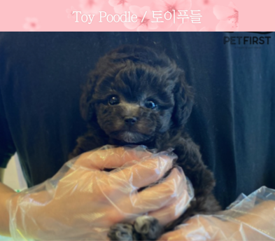 토이푸들분양(10만원부터)