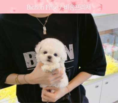 미니비숑분양합니다(10만원부터)