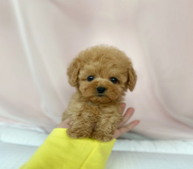 토이푸들분양(10만원부터)