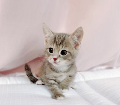 브리티쉬숏헤어 분양합니다