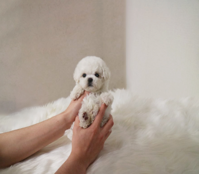 미니비숑분양합니다(10만원부터)