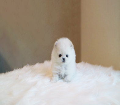 포메라니안분양(20만원부터)