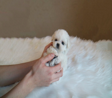 미니비숑분양합니다(10만원부터)