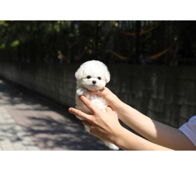 미니비숑분양합니다(10만원부터)