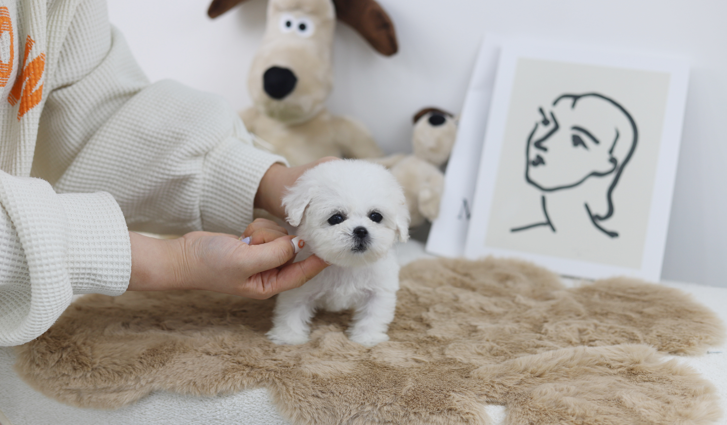 미니비숑분양합니다(10만원부터)