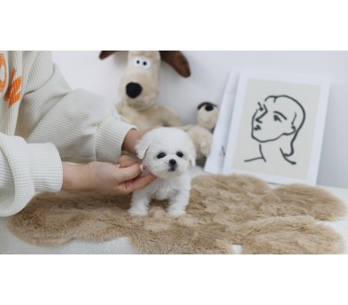 미니비숑분양합니다(10만원부터)