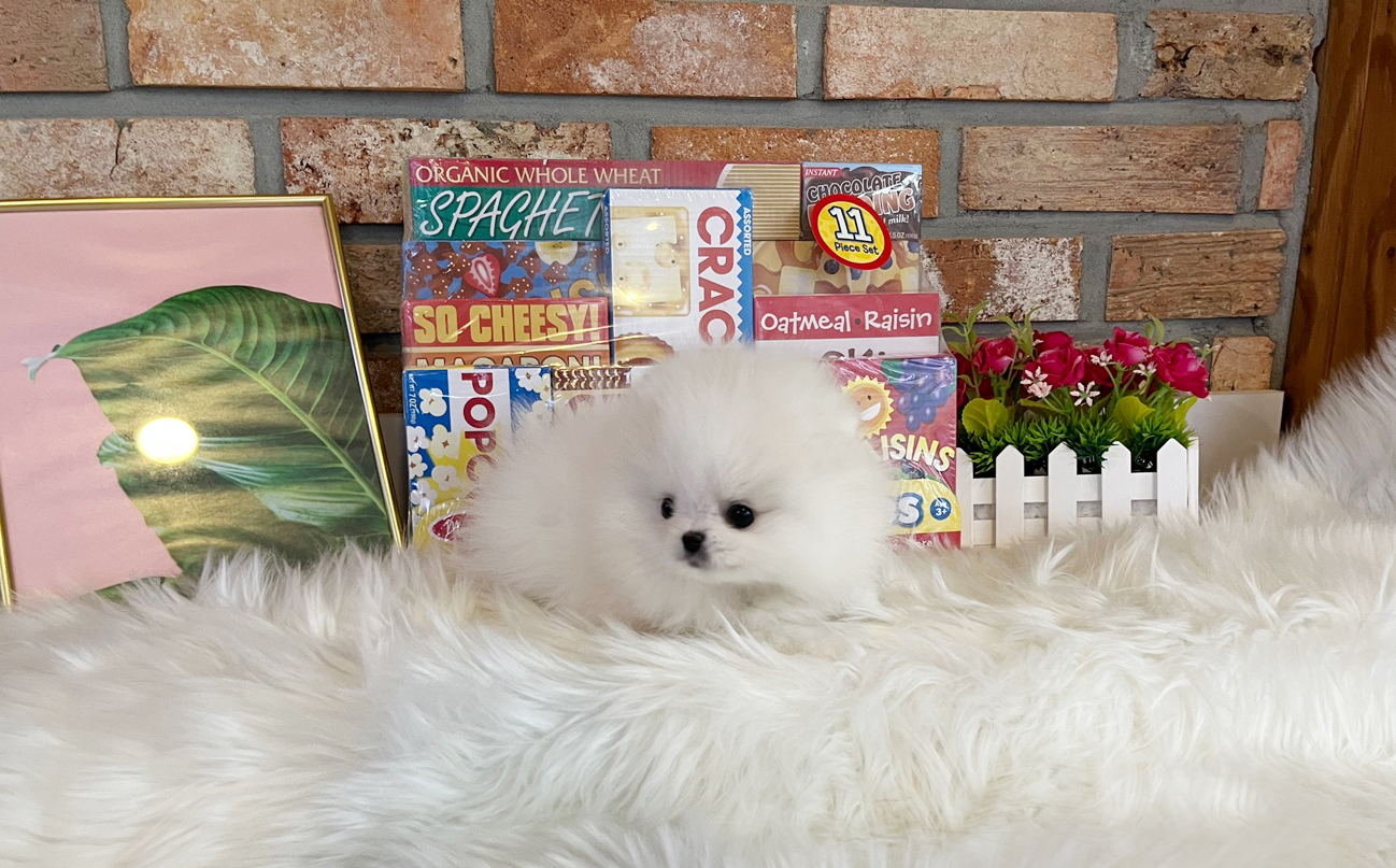 포메라니안분양(20만원부터)