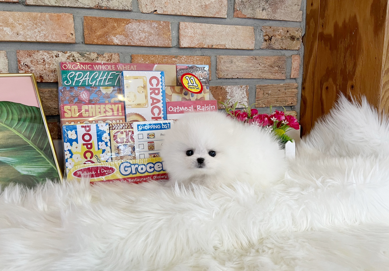 포메라니안분양(20만원부터)