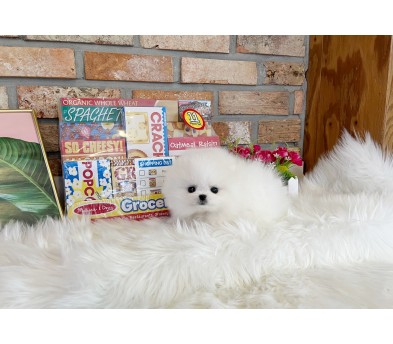 포메라니안분양(20만원부터)