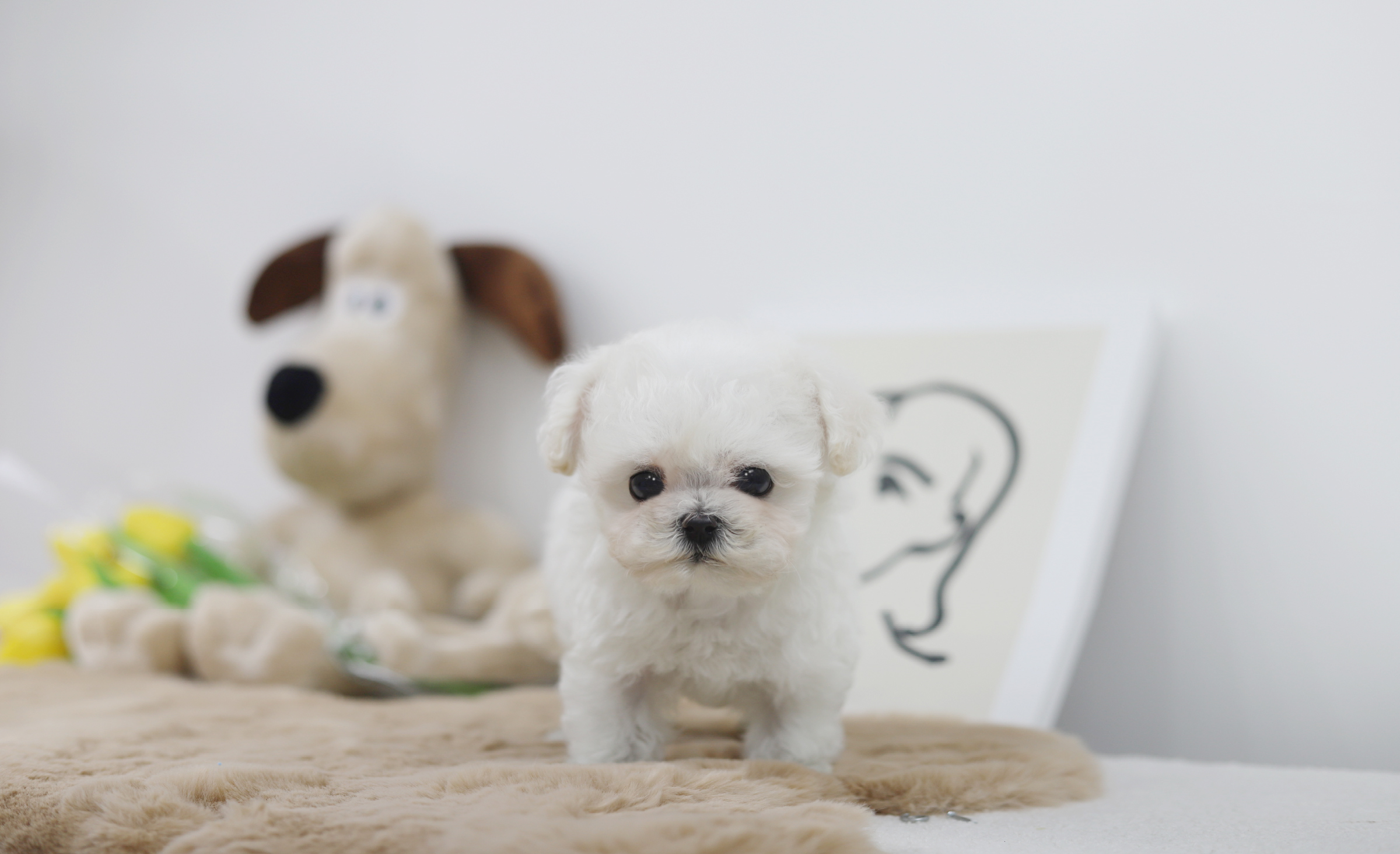 미니비숑분양합니다(10만원부터)