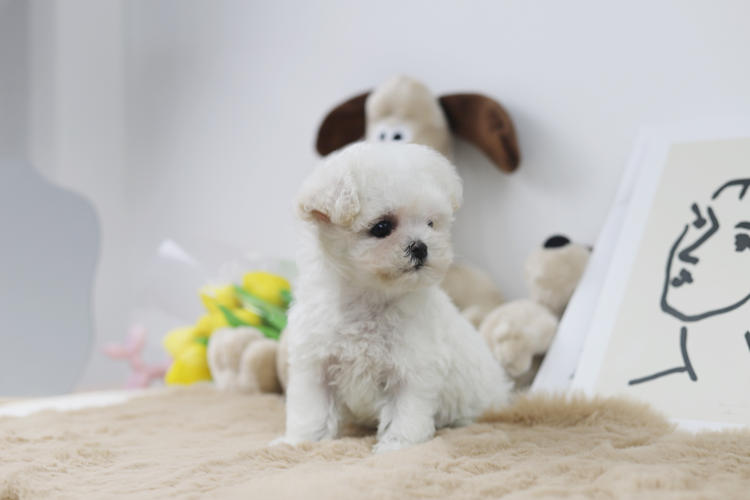 미니비숑분양합니다(10만원부터)