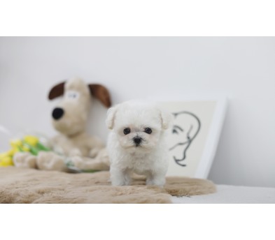 미니비숑분양합니다(10만원부터)