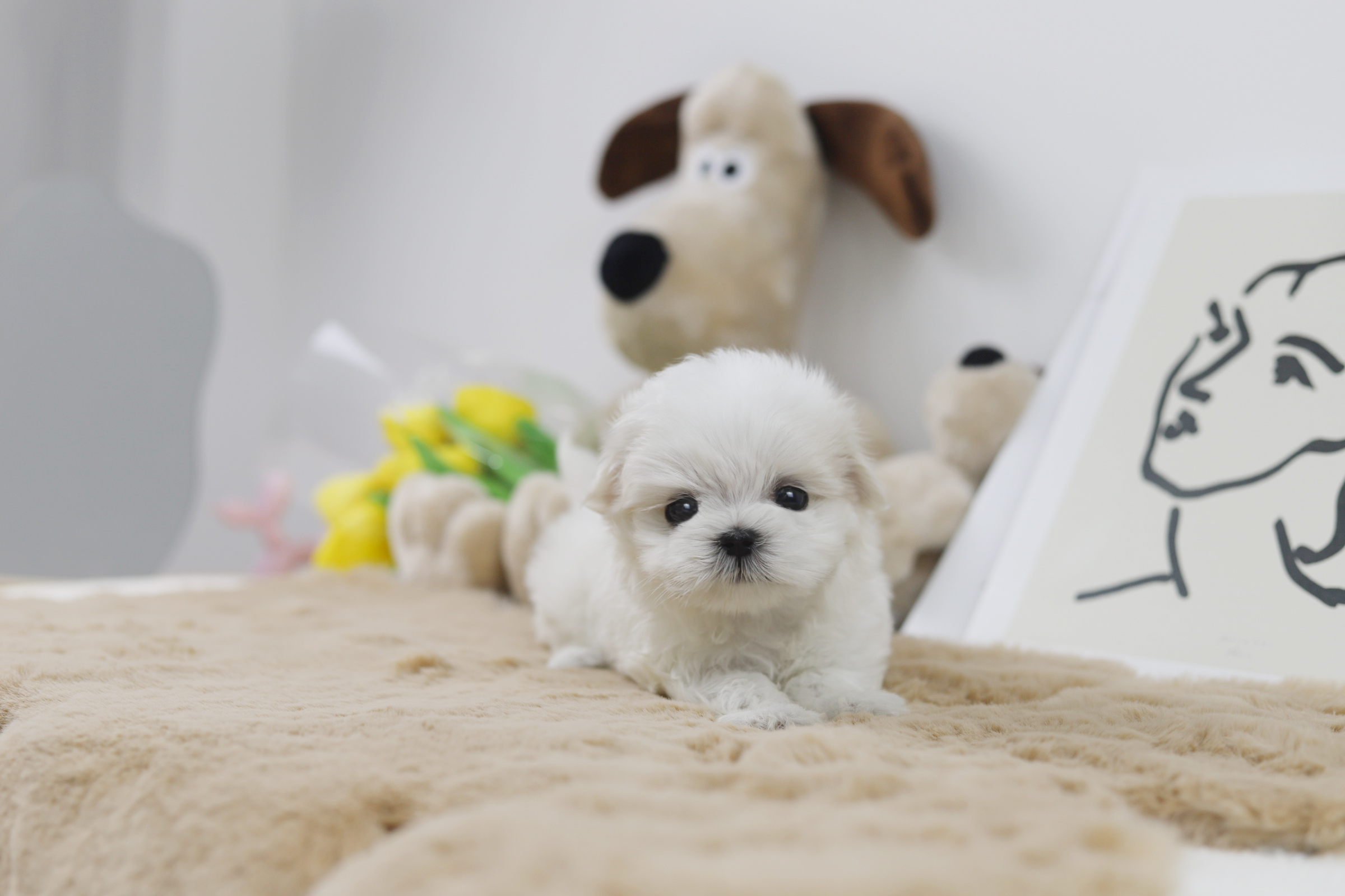 말티즈분양(10만원부터)