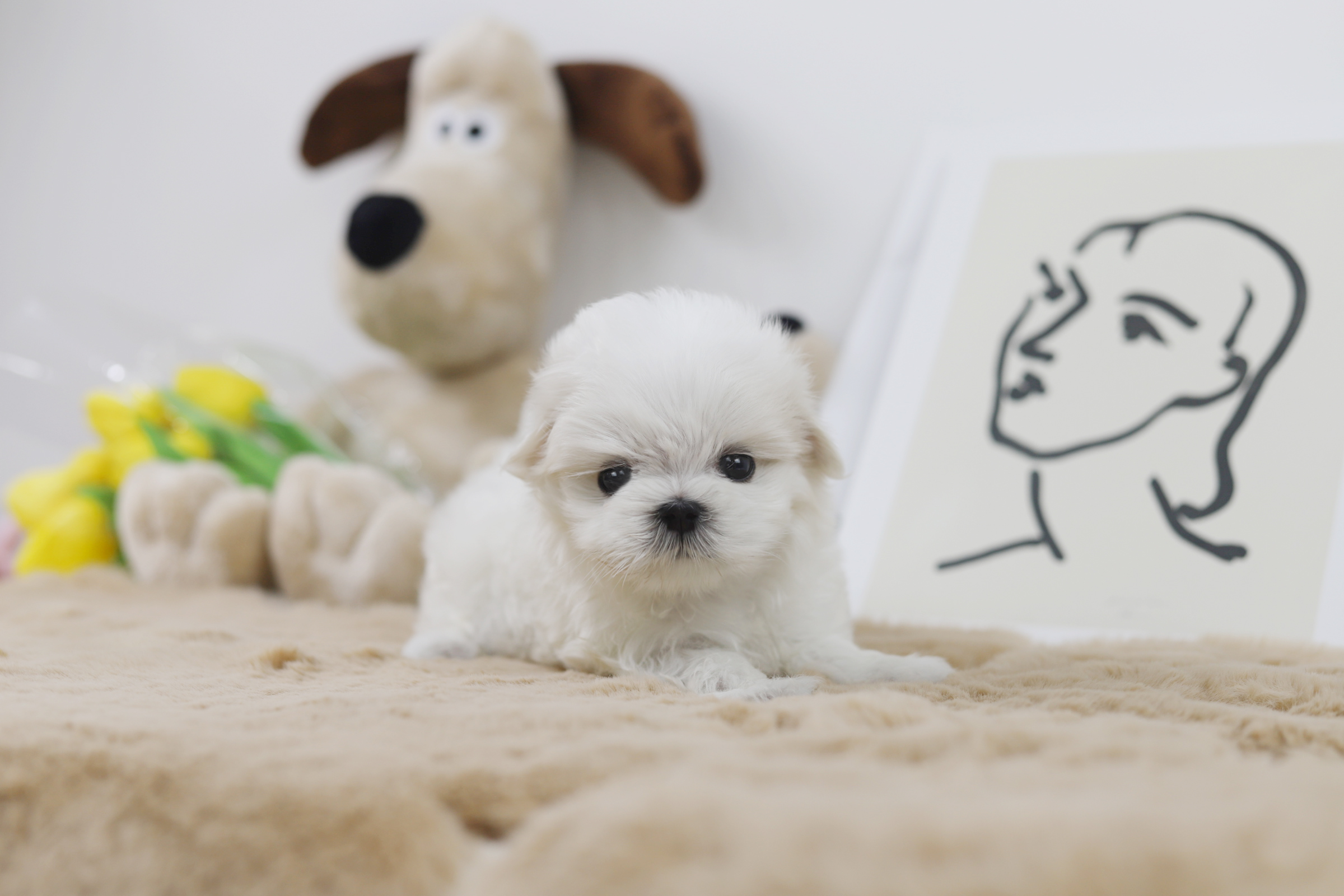 말티즈분양(10만원부터)