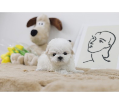 말티즈분양(10만원부터)