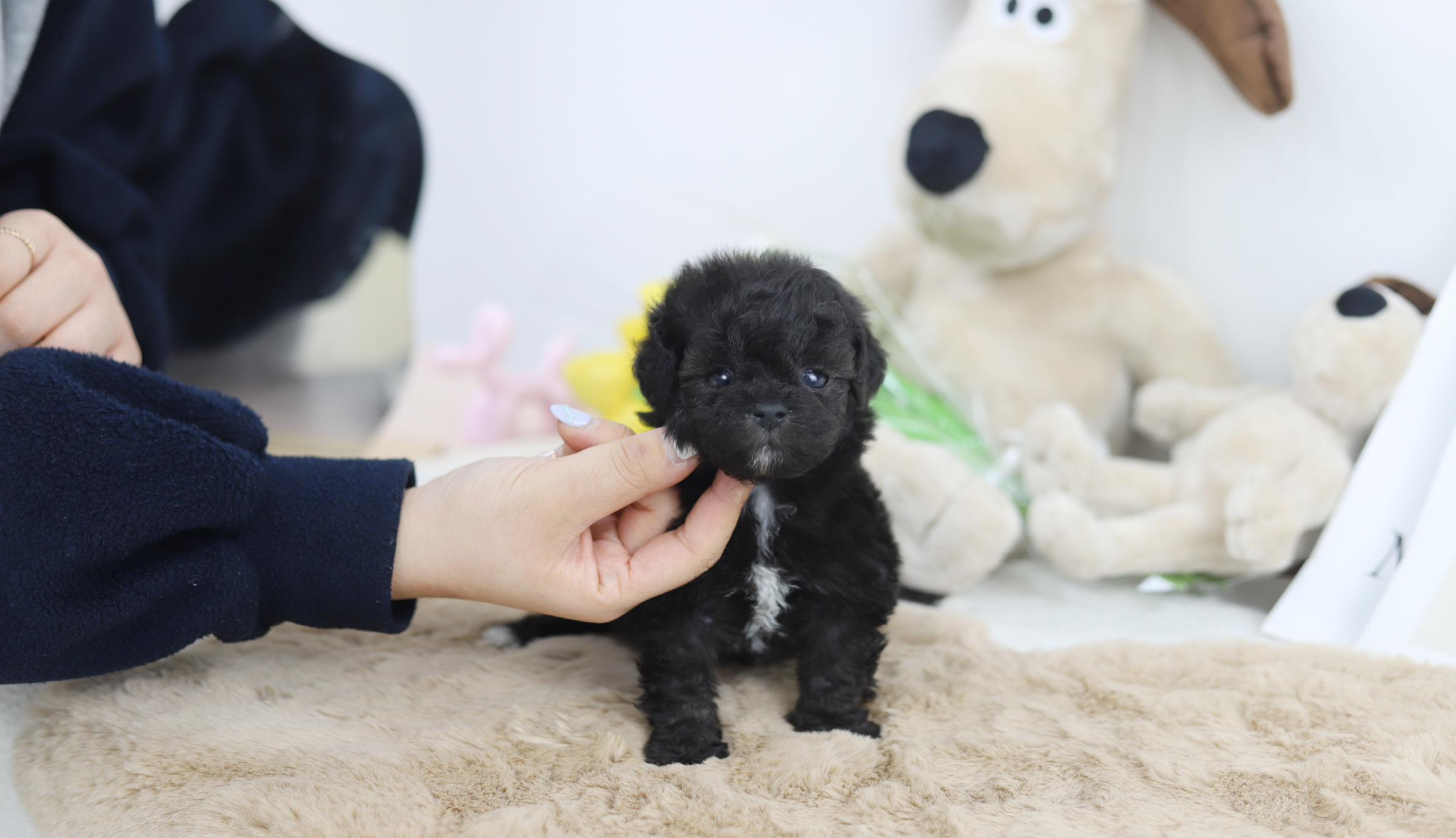 토이푸들분양(10만원부터)