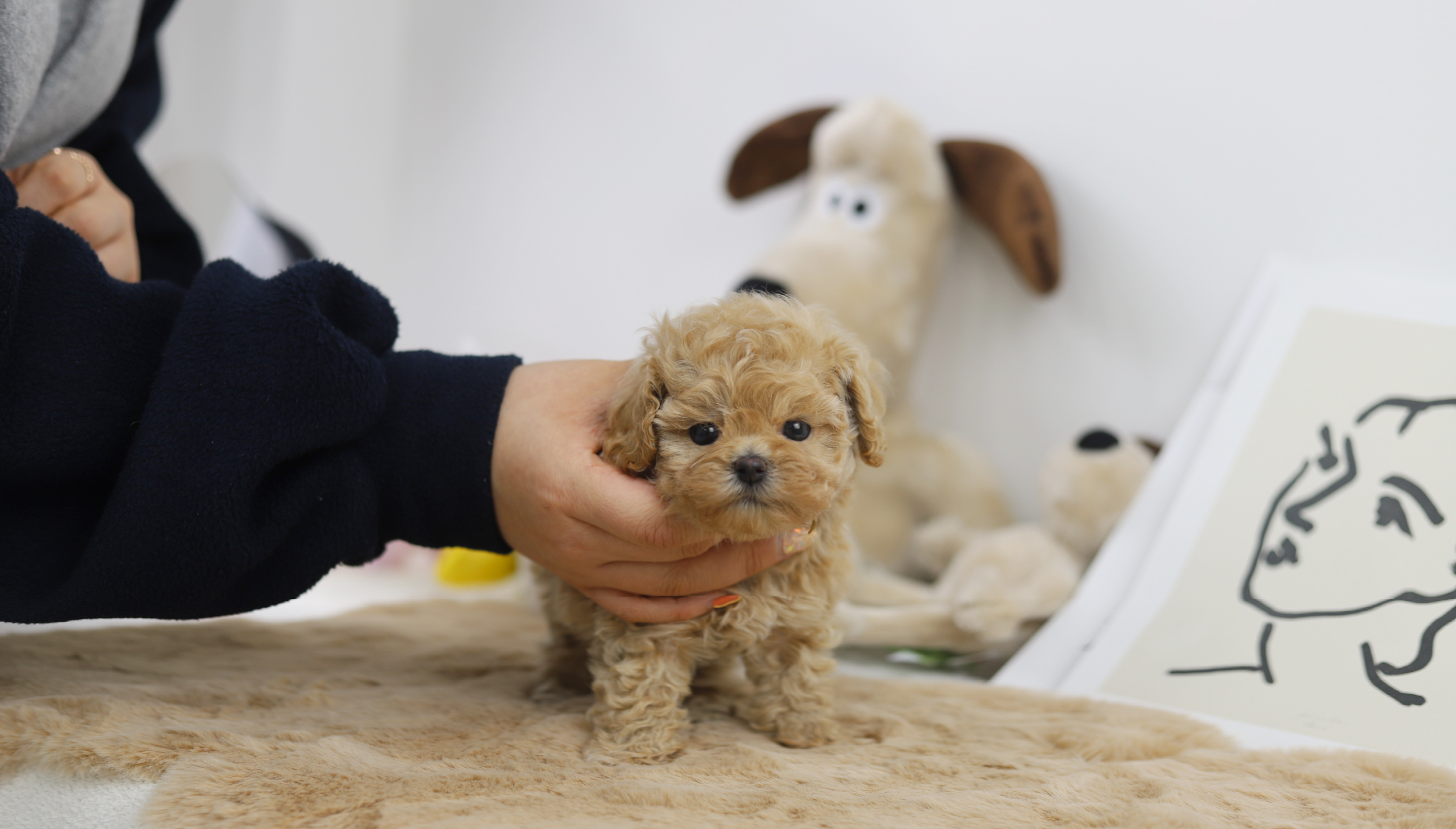 토이푸들분양(10만원부터)