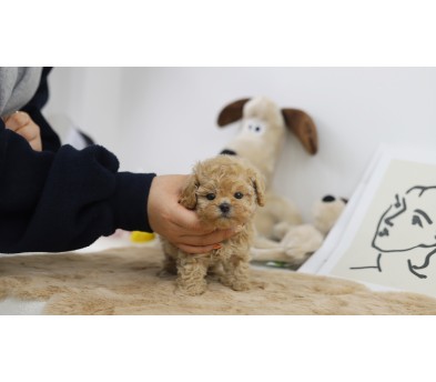 토이푸들분양(10만원부터)