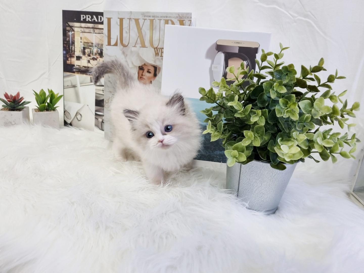 렉돌 분양합니다