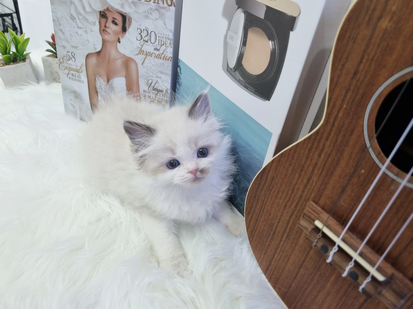 렉돌 분양합니다