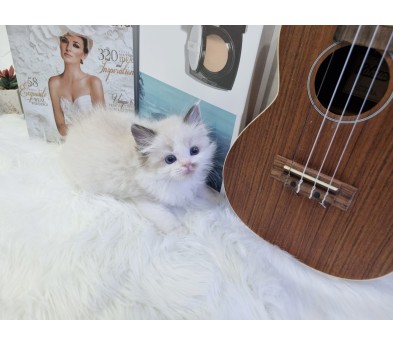 렉돌 분양합니다