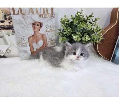 먼치킨(20만원부터)