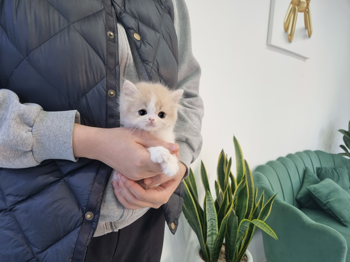 브리티쉬롱헤어 분양합니다